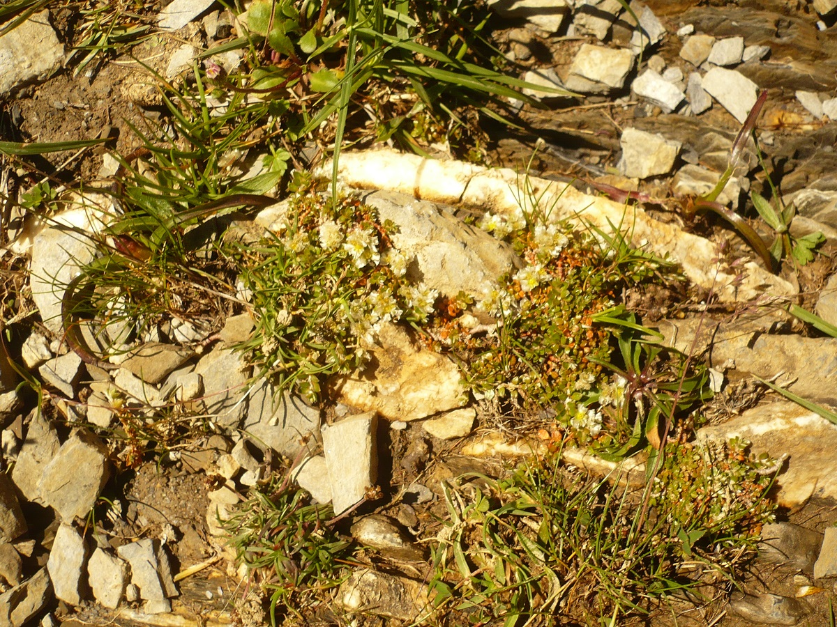 Paronychia kapela subsp. serpyllifolia (Caryophyllaceae)